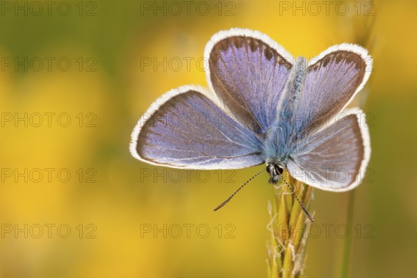 Silver-studded blue (Plebejus argus) male, North Rhine-Westphalia, Germany, Europe