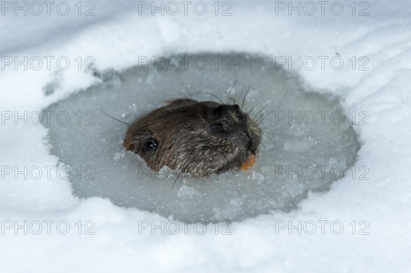 European beaver (Castor fiber), Rosenheim, Bavaria, Germany, Europe
