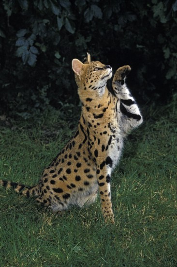 Serval (leptailurus serval), Adult holding up Front Paw