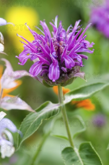 Beebalm (Monarda hybrid)