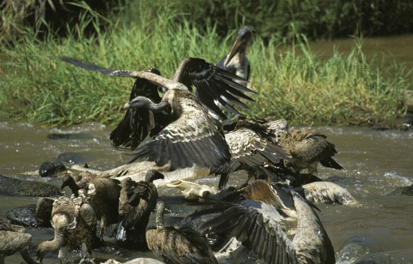 Ruppell's vulture, gyps rueppelli, group eating wildebeest carcass in Mara River, Masai Mara Park in Kenya