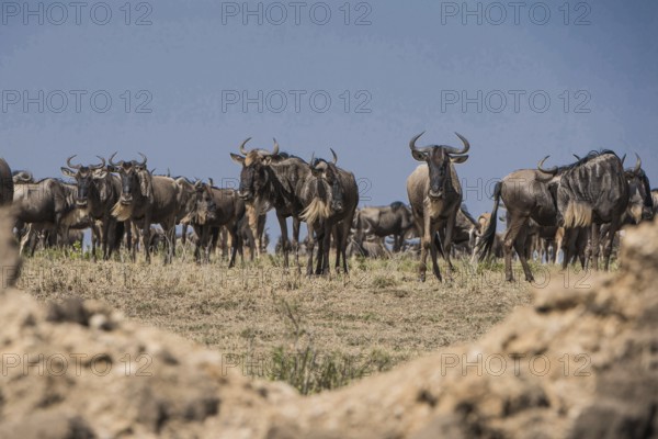 Wilderbeast, Gnu (Connochaetes taurinus)