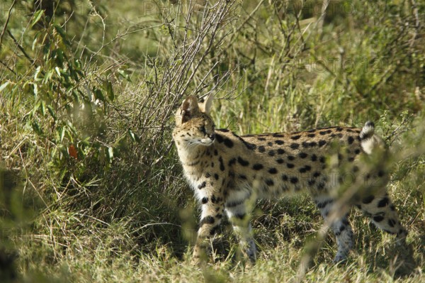 Serval (leptailurus serval), Adult standing in Long Grass, Masai Mara Park in Kenya