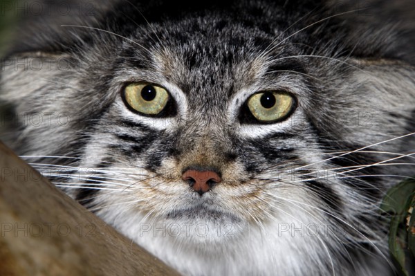 MANUL OR PALLAS'S CAT (otocolobus manul), HEAD CLOSE-UP OF ADULT