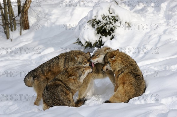 Gray wolves (Canis lupus), social behaviour