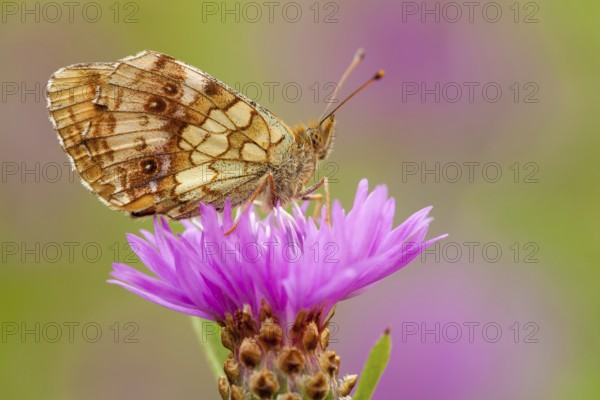 Maedesüß-Perlmutterfalter (Centaurea jacea), Rhineland-Palatinate, Germany, Europe