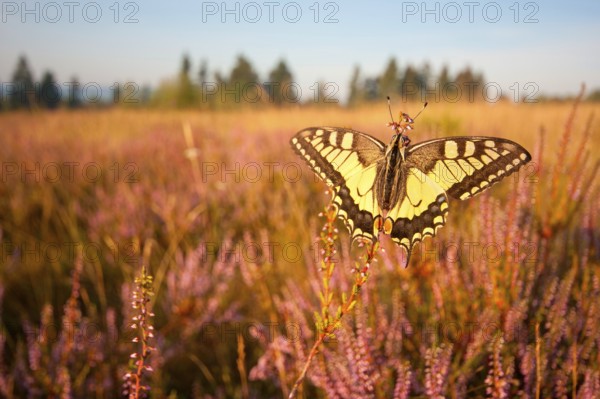 Swallowtail (Papilio machaon) in Heide, North Rhine-Westphalia, Germany, Europe