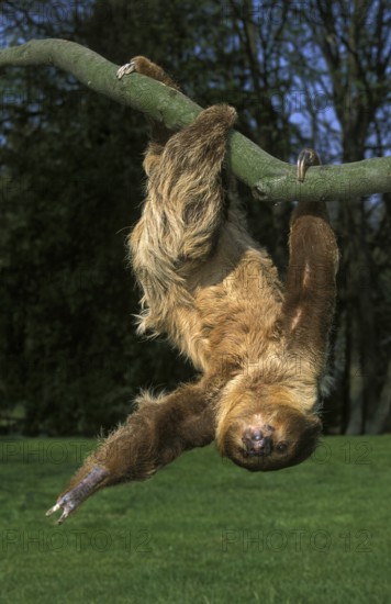 Linnaeus's two-toed sloth (choloepus didactylus), adult hanging from branch
