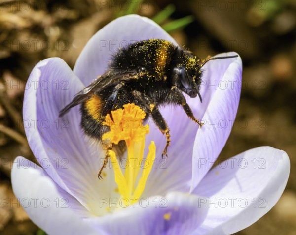 Macro of a bumblebee at a purple crocus flower blossom