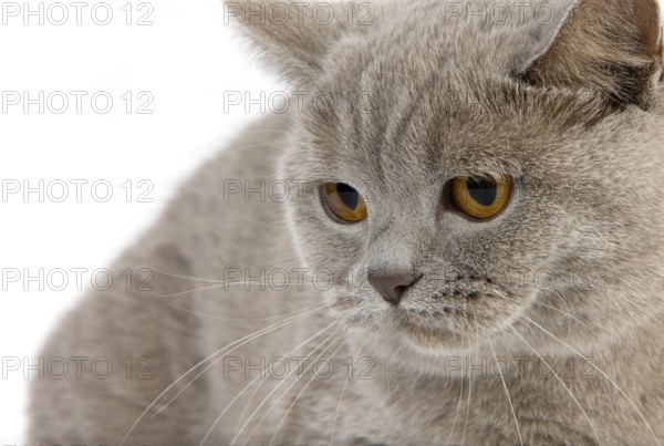 Lilac British Shorthair Domestic Cat, Female against White Background
