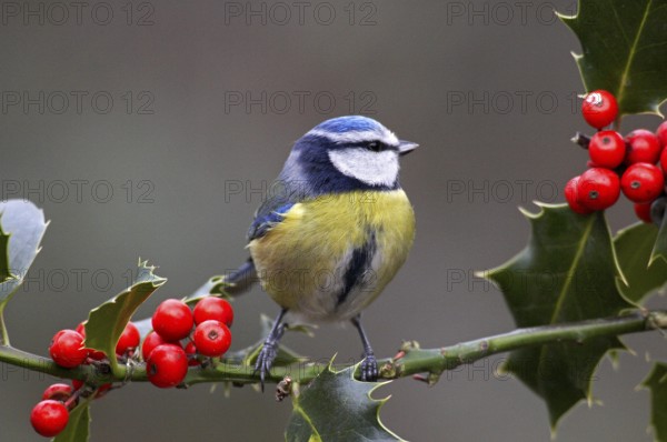 Blue tit (parus caeruleus), adult on holly branch, Normandy