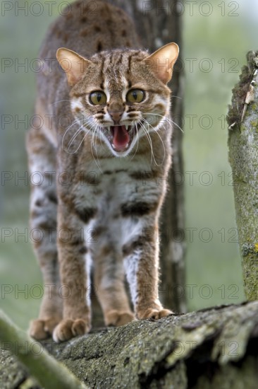 Rusty-spotted cat (prionailurus rubiginosus), adult growling