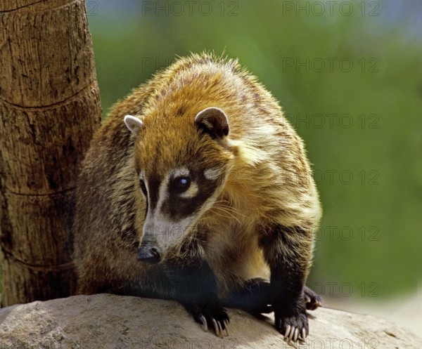 White-Nosed Coati (nasua narica), Adult on Rock