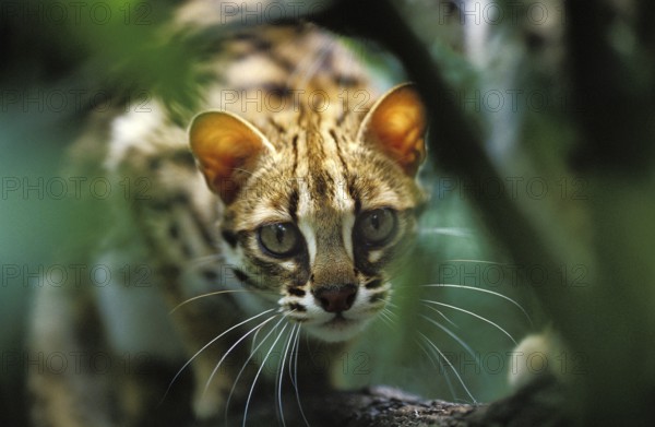Leopard cat (prionailurus bengalensis), Camouflaged adult