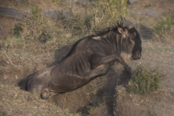 Wilderbeast, Gnu (Connochaetes taurinus)