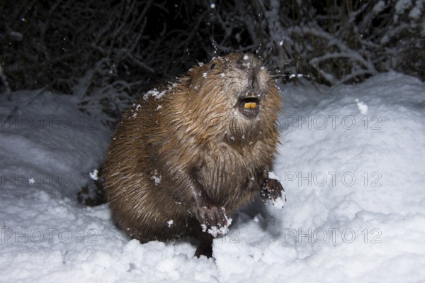 European beaver (Castor fiber), Rosenheim, Bavaria, Germany, Europe