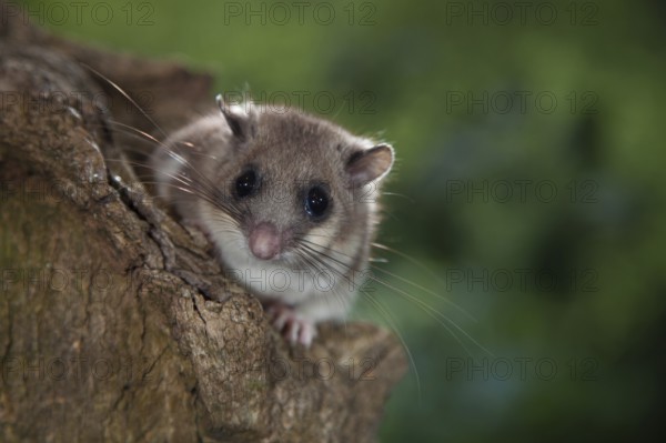 Edible dormouse (Glis glis) Baumloch, Rhineland-Palatinate, Germany, Europe