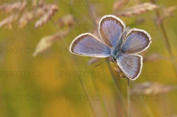 Silver-studded blue (Plebejus argus) male, North Rhine-Westphalia, Germany, Europe