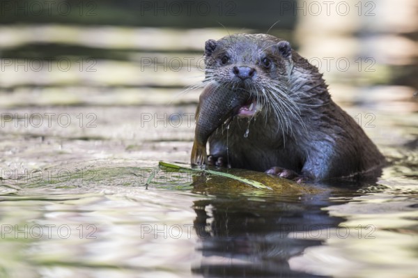Fishing Otter (Lutra lutra)