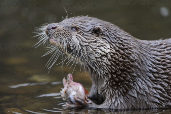Eurasian Otter (Lutra lutra)
