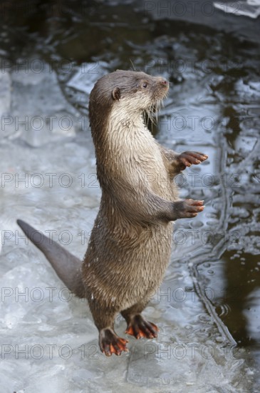 European European otter (Lutra lutra) European , European , optional