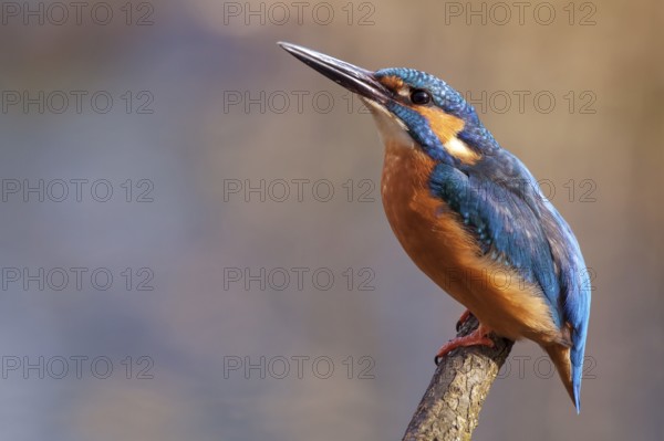 Common Kingfisher or Eurasian Kingfisher (Alcedo atthis), Tyrolean Unterland, Tyrol, Austria, Europe