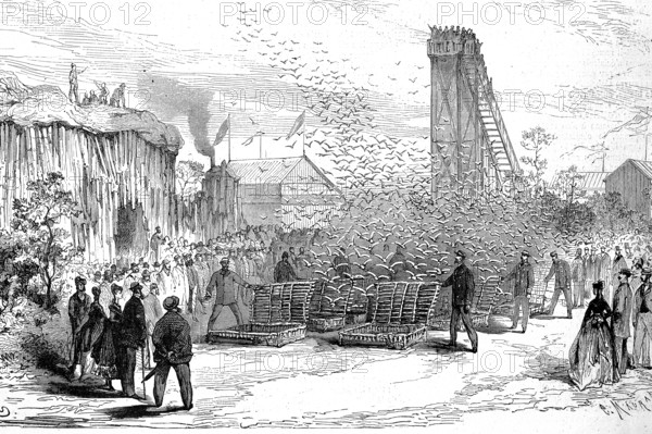 In the exhibition in Le Havre, a homing pigeon competition was held in the park of the exhibition, 1869, France, Historic, digitally restored reproduction of an original from the 19th century, exact original date not known, historical, digitally improved reproduction of an original from the 19th century, Europe
