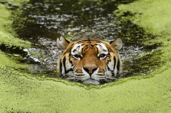 Siberian Tiger (Pantera tigris altaica)