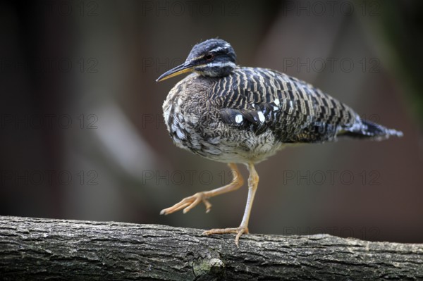 Sunbittern (Eurypyga helias), page