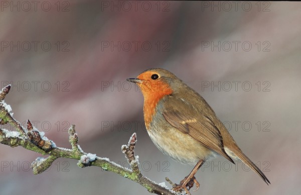 Robin, European robin (Erithacus rubecula)