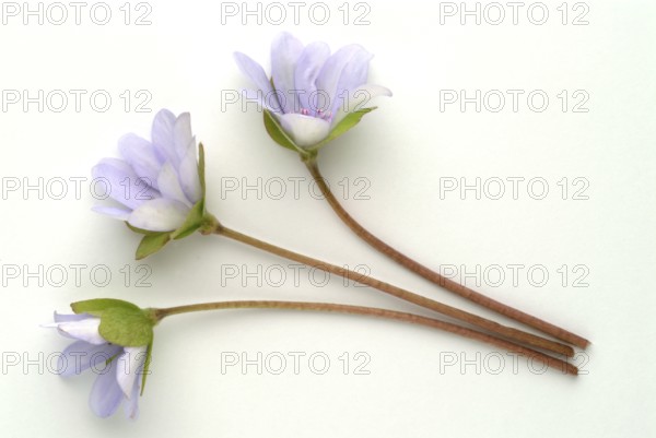 Liverwort (Hepatica triloba) (Hepatica nobilis) (Anemone hepatica), synonyma, common liverwort, three-lobed liverwort, ancient medicinal plant, the plant is effective in bronchitis and inflammation of the airways, it is also said to be useful in diseases of the liver, spleen and kidneys