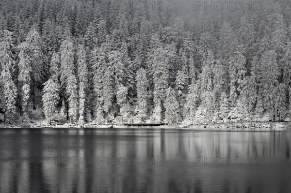 Winter landscape at Mummelsee, reflection of the forest, near Seebach, Black Forest, Ortenaukreis, Baden-Württemberg, Germany, Europe