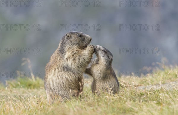 Alpine Marmots (Marmota marmota), adult and juvenile, Salzburg State, Austria, Europe