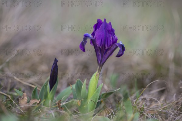 Dwarf Iris (Iris pumila), Burgenland, Austria, Europe