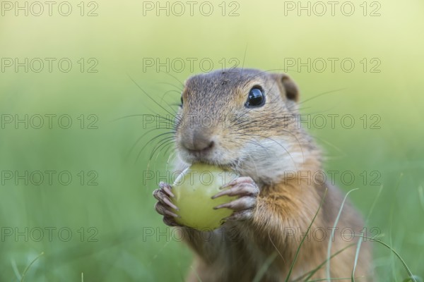 Ziesel ( Spermophilus) eats grape, Neusiedlersee National Park, Burgenland, Austria, Europe