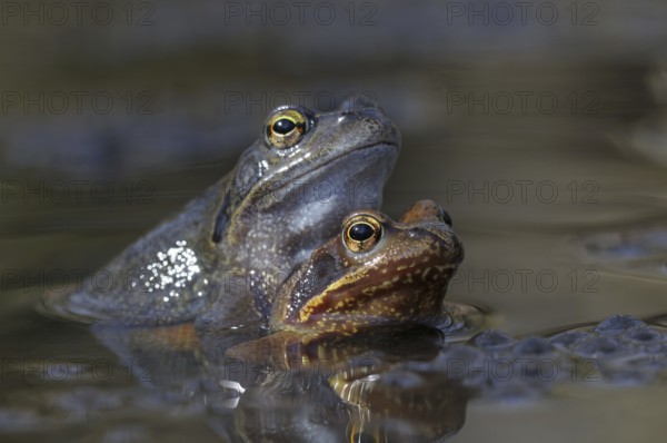 Grass frogs, pair, copulating, North Rhine-Westphalia, Germany, Europe