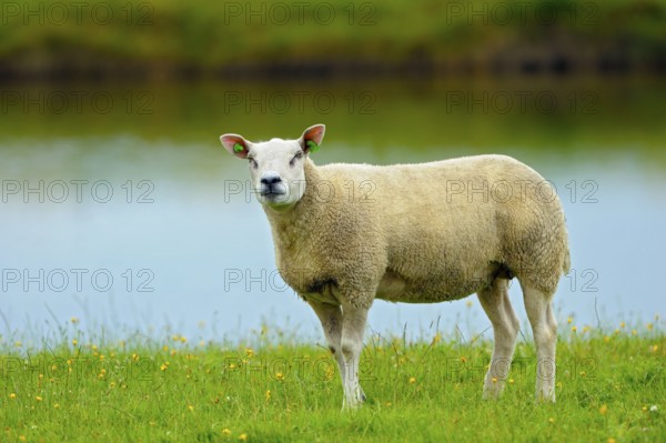 Texel sheep, Island of Texel, North Holland, Netherlands