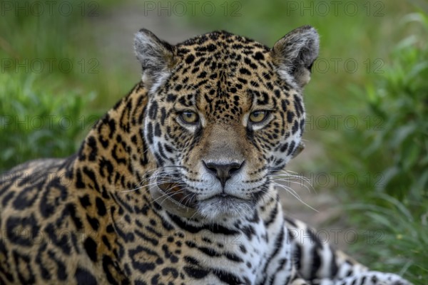 Jaguar (Panthera onca) with radio collar lies attentively in the grass grass, Conservation Land Trust breeding station, Iberá Project, Esteros del Iberá, San Alonso Island, Corrientes Province, Argentina, South America