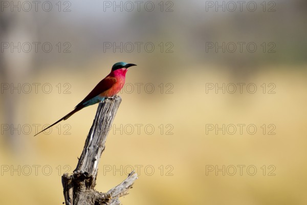 Southern Carmine Bee-eater (Merops nubicoides) perched on a stick, Botswana, Africa