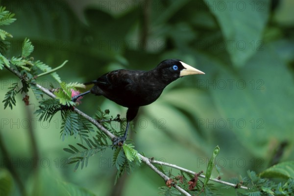 Crested Oropendola (Psarocolius decumanus), Trinidad