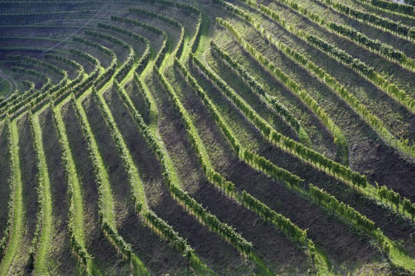 Vines in autumn, harvest time, near Durbach, Ortenaukreis, Black Forest, Baden-Württemberg, Germany, Europe