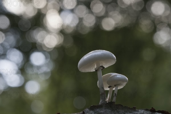 Porcelain fungi (Oudemansiella mucida), Emsland, Lower Saxony, Germany, Europe