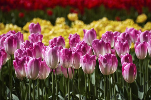 Blooming pink tulips flowerbed in Keukenhof flower garden, also known as the Garden of Europe, one of the world largest flower gardens and popular tourist attraction. Lisse, the Netherlands
