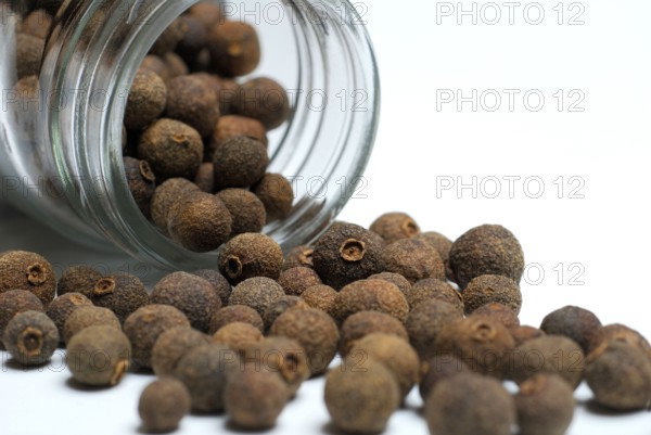 Allspice (Pimenta dioica officinalis) clove pepper, Jamaica pepper, new spice, four spice, koerner