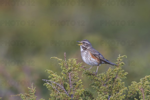 Redwing (Turdus iliacus) sings on bush, Dovre Fjell National Park, Norway, Europe