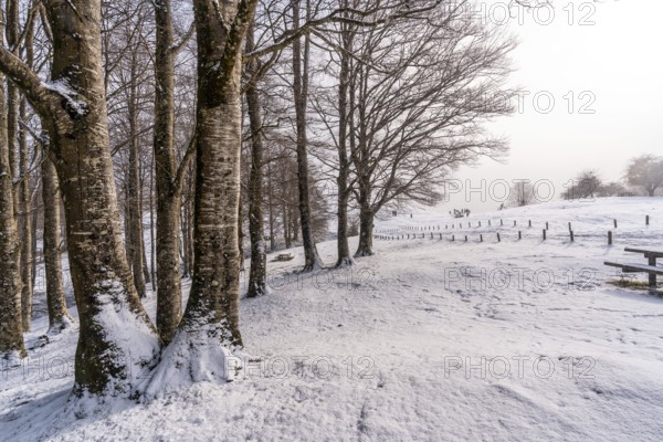 Snowy sunrise next to trees in the picnic area next to the refuge of Mount Aizkorri in Gipuzkoa. Snowy landscape by winter snows. Basque Country, Spain, Europe