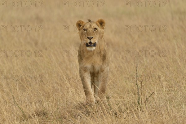 Lioness (Panthera leo), Massai Mara, Rift Valley Province, Kenya, Africa
