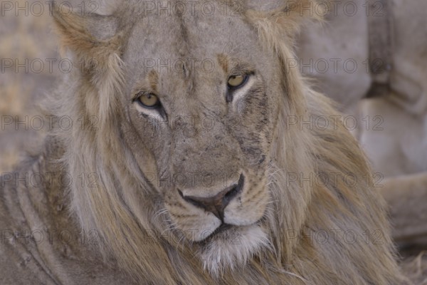 Maned lion (Panthera leo), old animal, portrait, Nsefu sector, South Luangwa National Park, Zambia, Africa