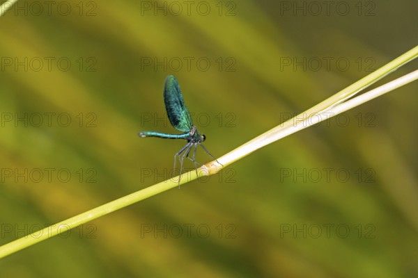 Dragonfly on branch, beautiful demoiselle (Calopteryx virgo), Garstedt, Lower Saxony, Germany, Europe