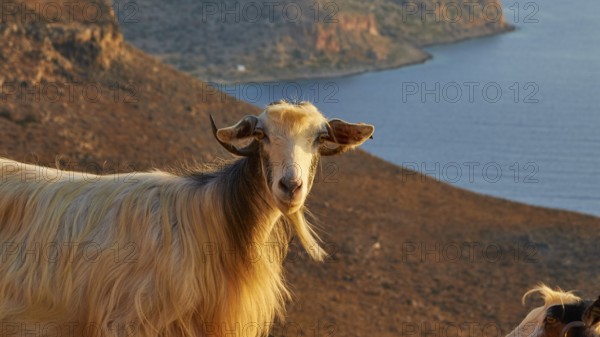Goat (Caprae), looking at camera, morning light, Gramvoussa Peninsula, Pirate Bay, Balos, Tigani, West Crete, Island of Crete, Greece, Europe